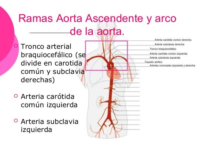 Arteria aorta