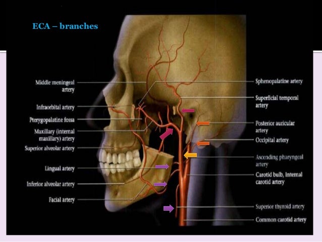 lingual artery