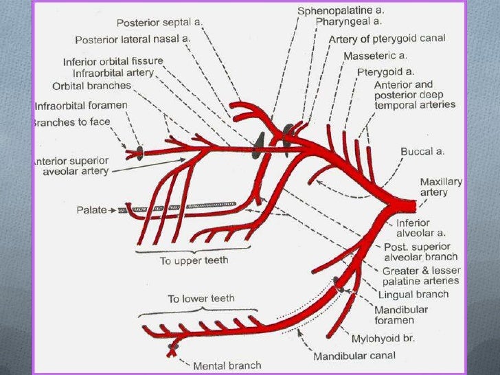 sinus drainage for hypersensitivity comfort