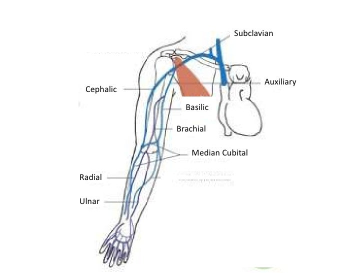 Arteries & veins of the upper body