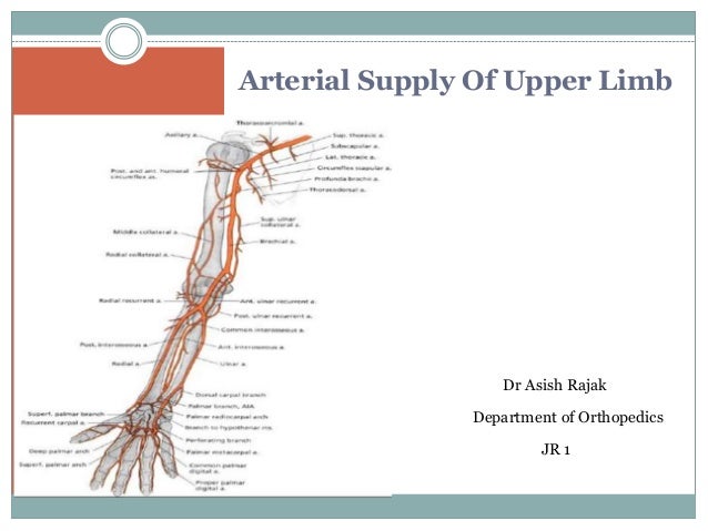 Arterial Supply Of Upper Limb