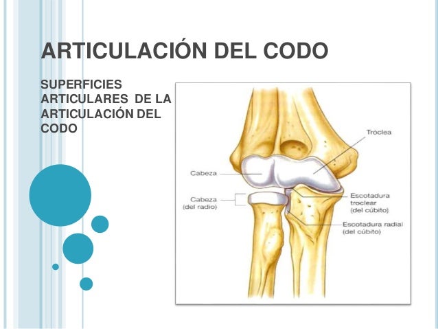 CODO ARTICULACIONES codo articulaciones: