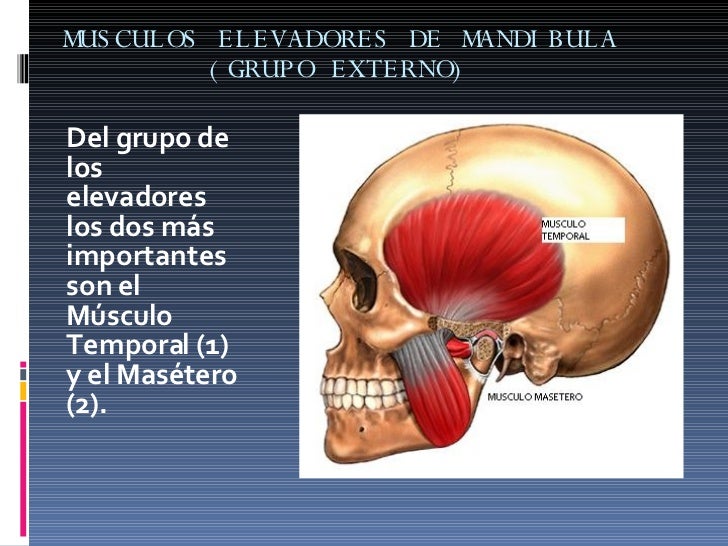 Articulacion Temporomandibular Articulacion Temporomandibular