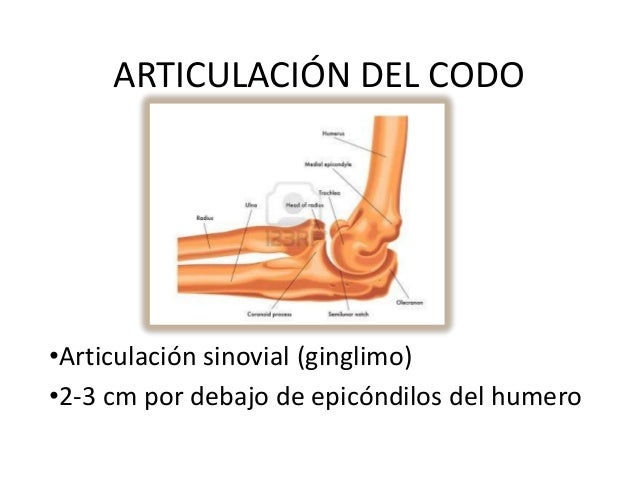 CODO ARTICULACIONES codo articulaciones: