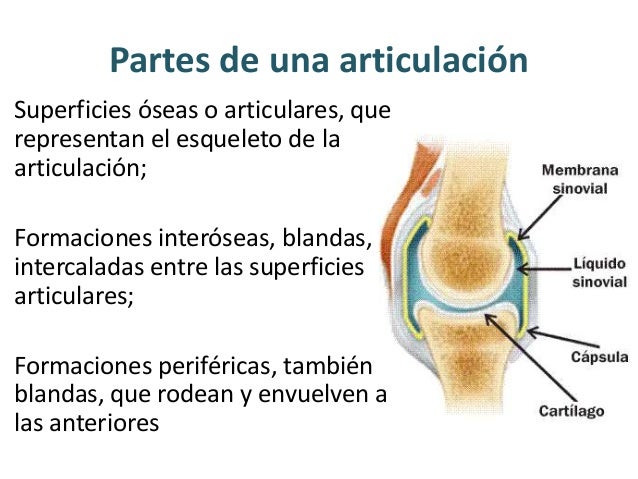 Partes Que Mantienen Unidas Las Articulaciones es.slideshare.net