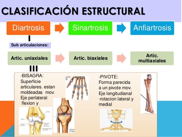 Articulaciones