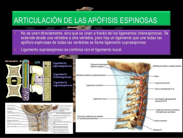 Articulaciones de la columna vertebral