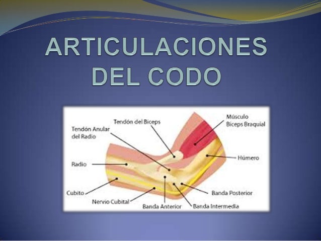 CODO ARTICULACIONES codo articulaciones: