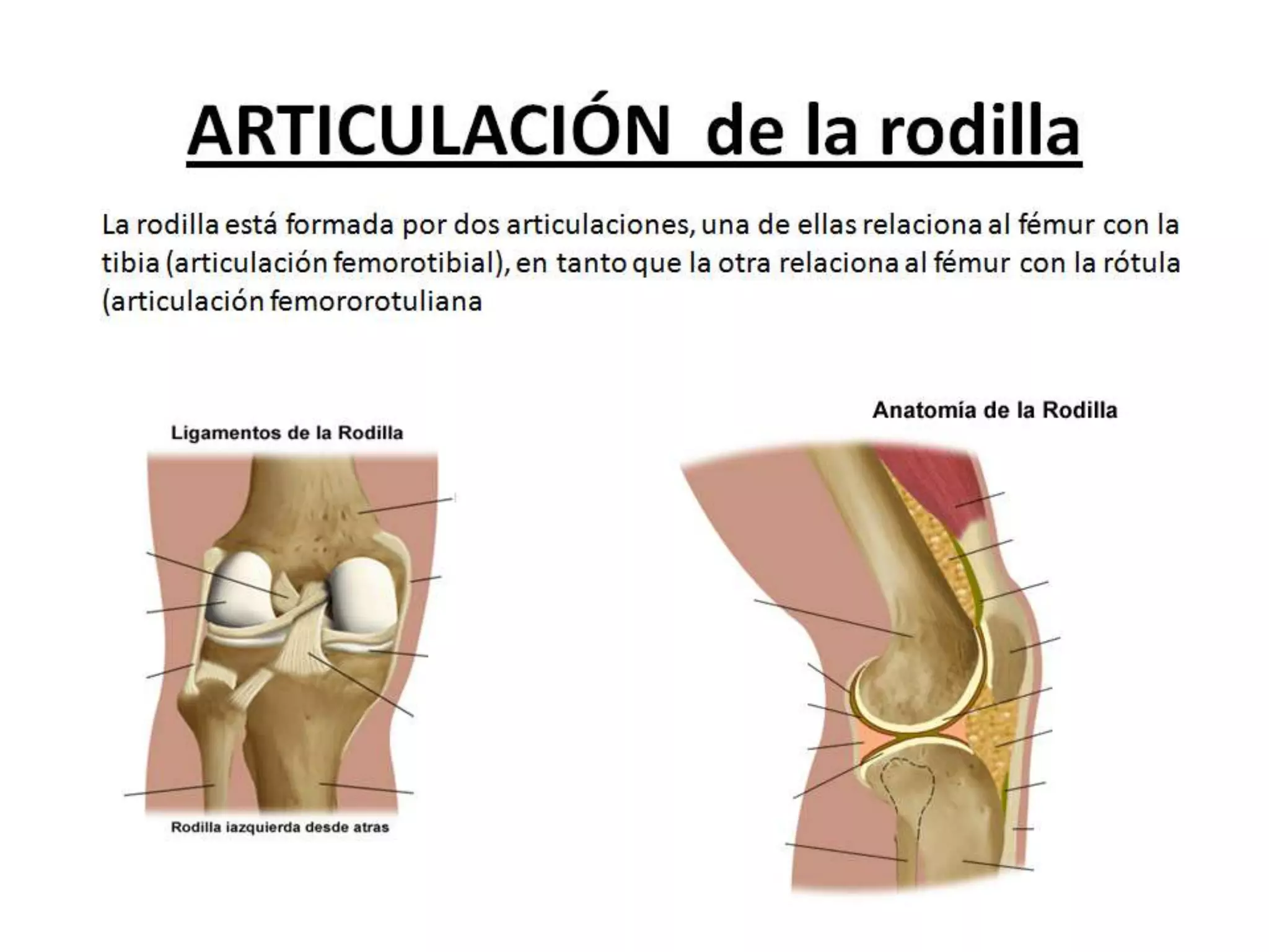 Articulaciones De Miembro Inferior Ppt