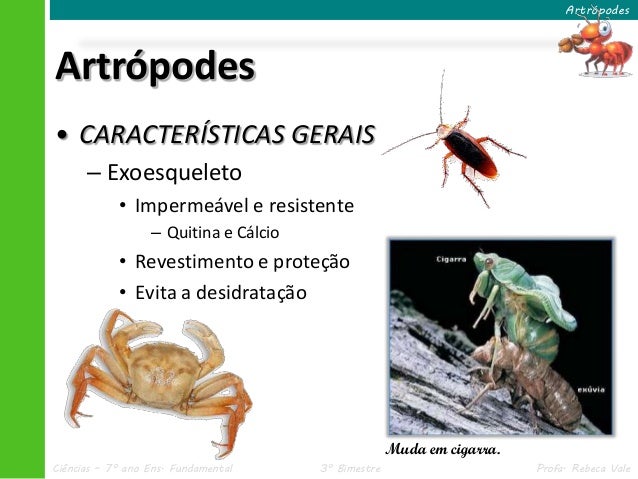 Artrópodes