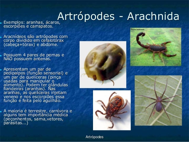 Processamento de ratos decorativos de parasitas