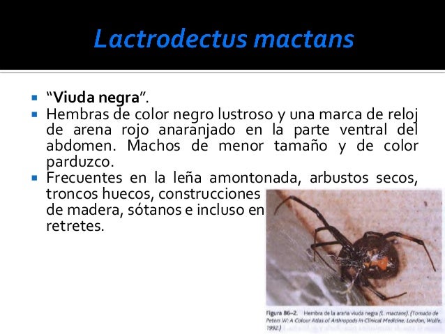 Los parásitos en el organismo de la persona los síntomas y el tratamiento de la medicina