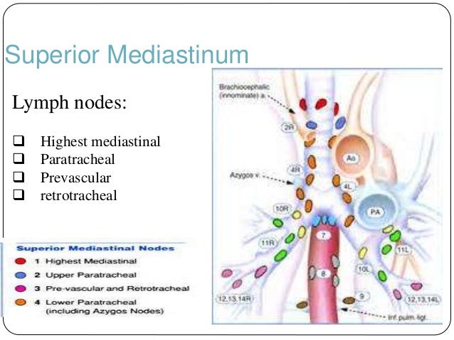 mediastinal imaging and masses