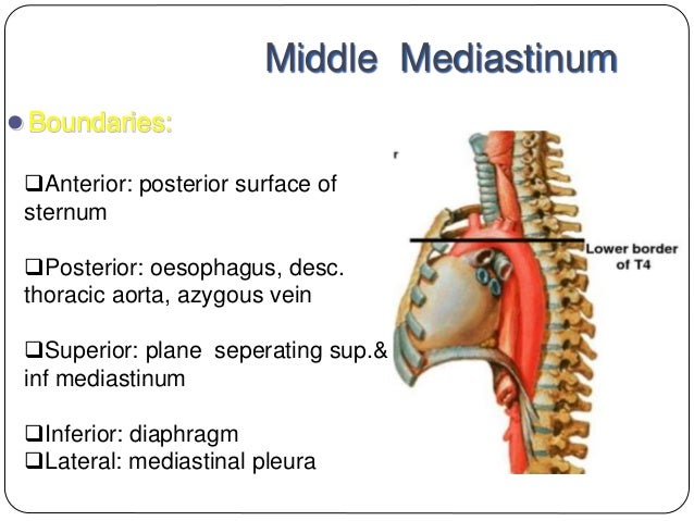 Superior Mediastinum Boundaries