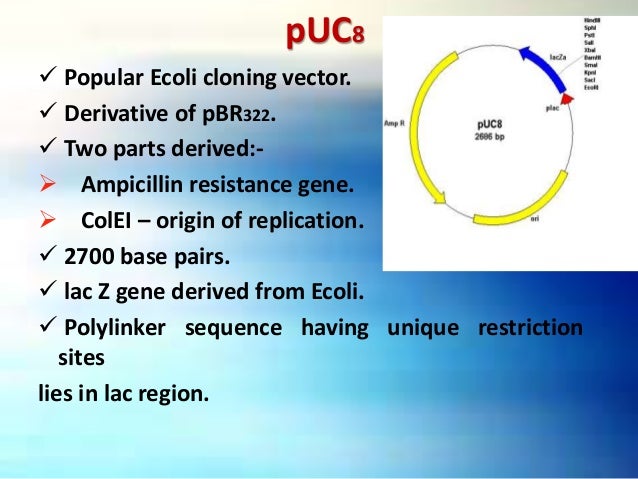 types of cloning types of cloning