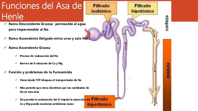 Asa de henle y el tcd