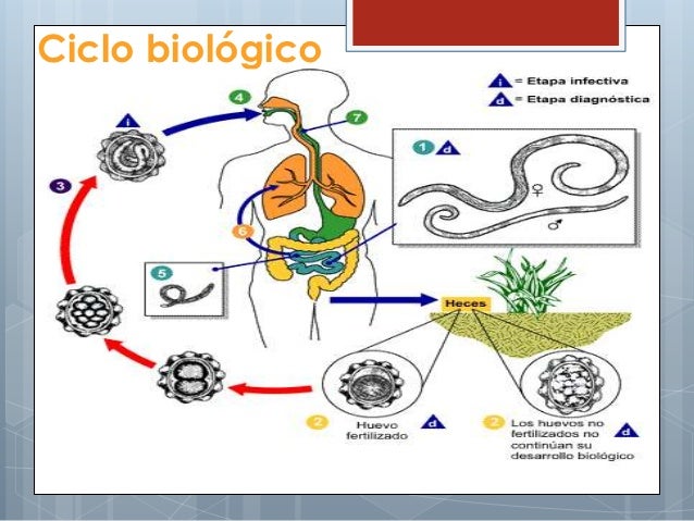 Ascaris lumbricoide Ascaris lumbricoide