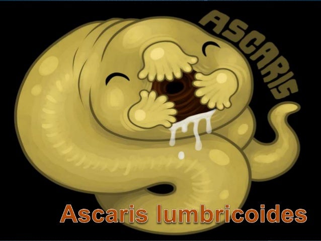 Ascaris lumbricoides