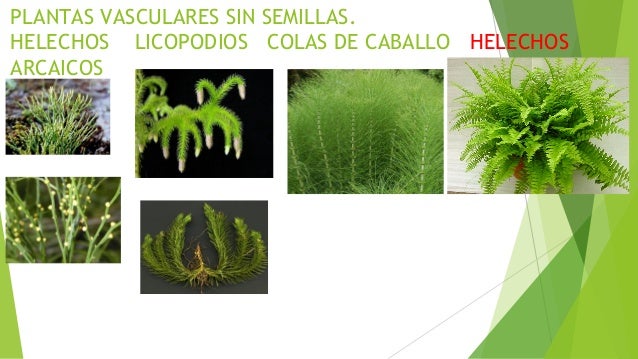 de agua y nutrientes 4 briofitas musgos hepáticas y antoceros de agua y nutrientes 4 briofitas musgos hepáticas y antoceros