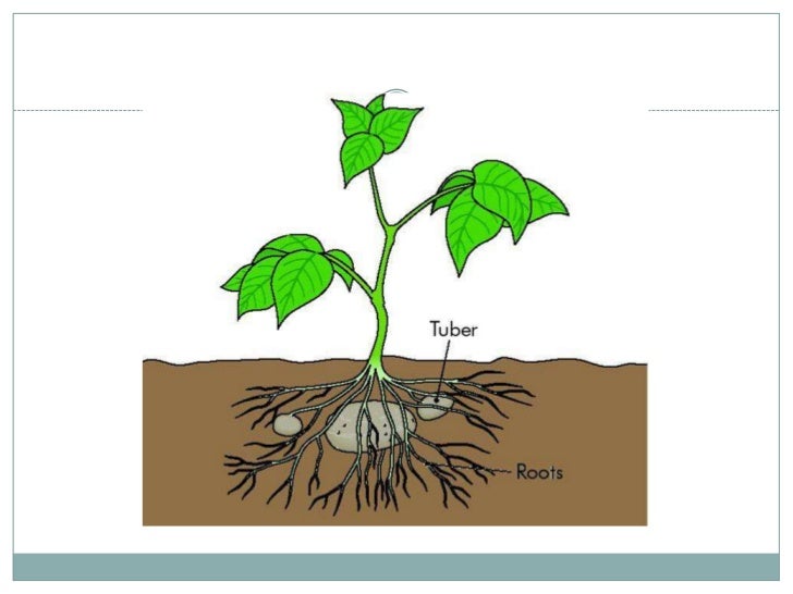 What Part Of The Plant Stores Food What Part Of The Plant Stores Food
