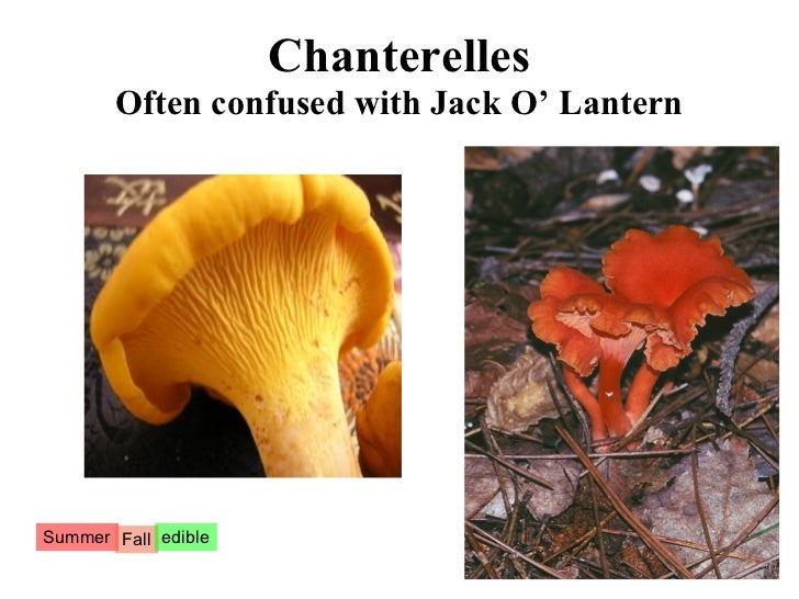 Asheville school mushroom program