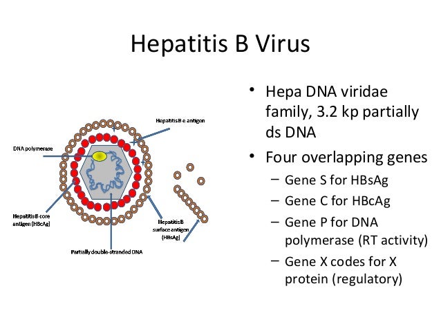 autoimmune hepatitis essay autoimmune hepatitis essay