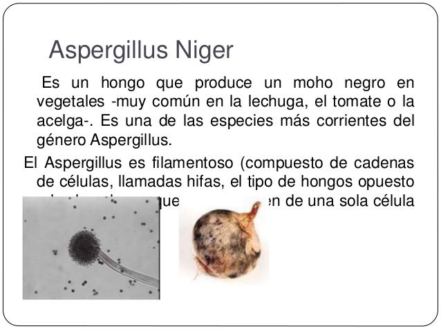 Los tipos del hongo de la uña los síntomas