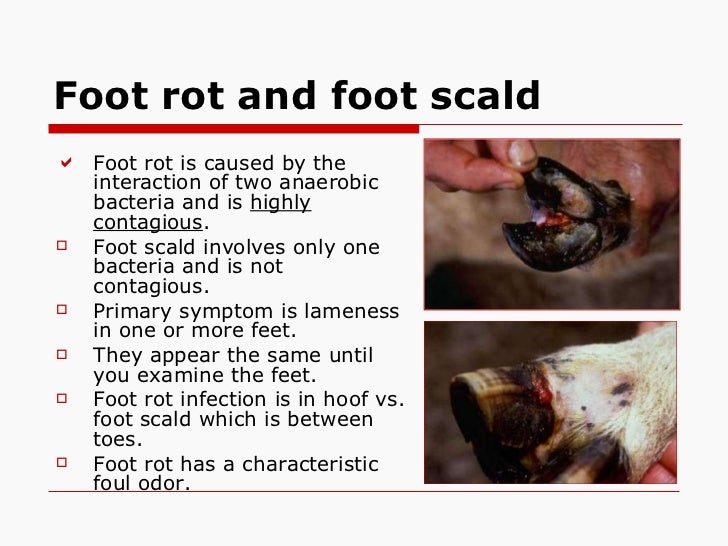 Assessing sheepgoathealth