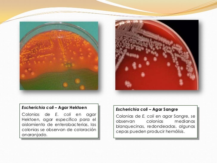 Atlas bacteriologico.a