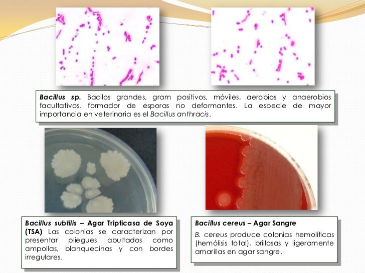 Atlas bacteriologico.a