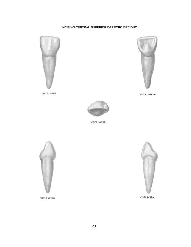 Atlas de anatomia dental sam Atlas de anatomia dental sam