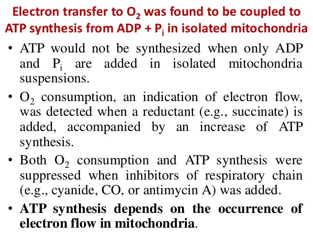 atp formation is coupled to electron Atp synthesis in chloroplasts is very similar to that in mitochondria: electron transport is coupled to the formation of a proton (h +) gradient across a membranethe energy in this proton gradient is then used to power atp synthesis. atp formation is coupled to electron Atp synthesis in chloroplasts is very similar to that in mitochondria: electron transport is coupled to the formation of a proton (h +) gradient across a membranethe energy in this proton gradient is then used to power atp synthesis.