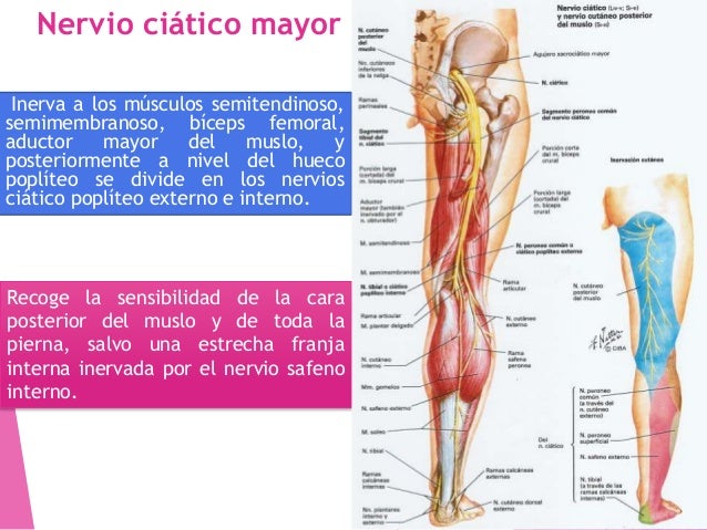 Atrapamientos nerviosos de la extremidad inferior