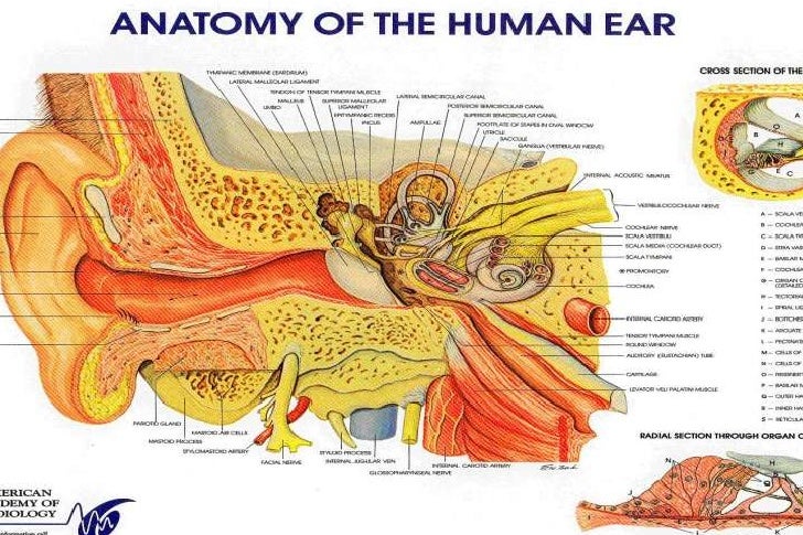 auditory canal auditory canal
