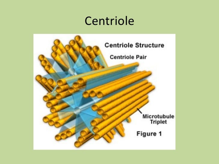 Pics Centrioles Definition Pics Centrioles Definition