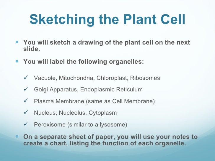 Similarities between chloroplast and mitochondria essay