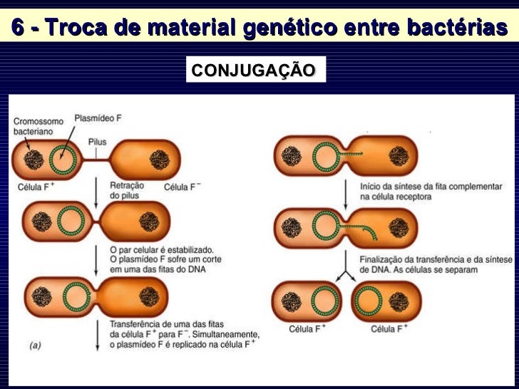 Explique O Processo Pelo Qual Essas Bactérias Serão Eliminadas