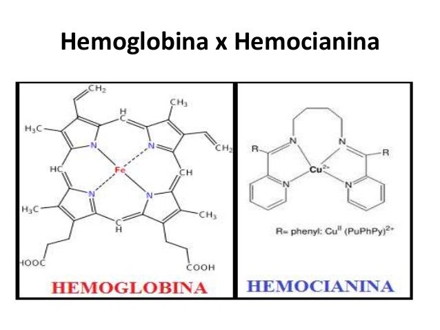 Hemocianina Hemoglobina
