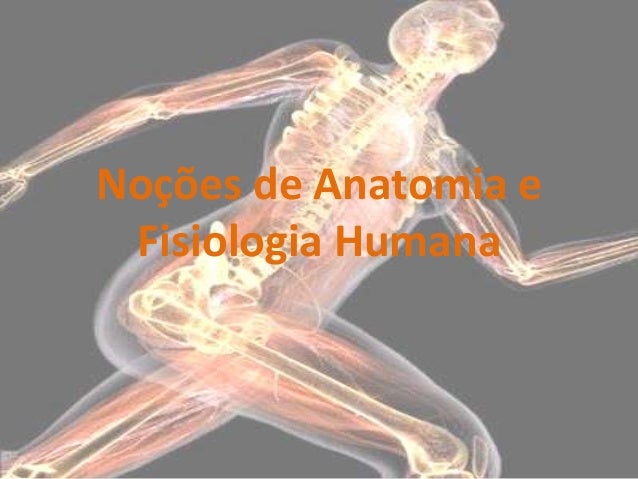 Noções básicas de anatomia humana