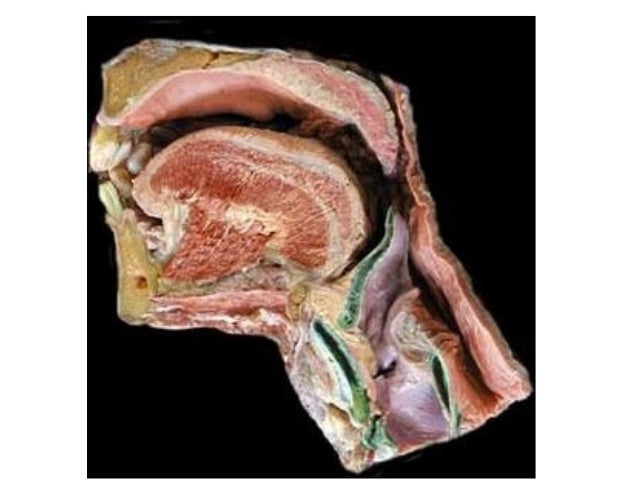 A entrada da valvula ileocecal separa