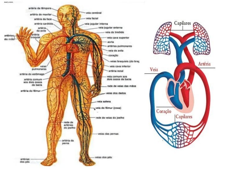 Resultado de imagem para corpo humano