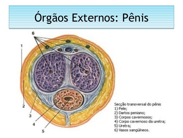 Anatomia Sistema Genital Anatomia Sistema Genital