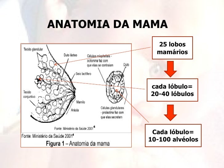 AMAMENTAÇÃO