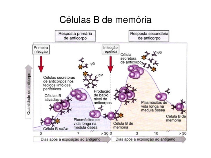Linfócitos B