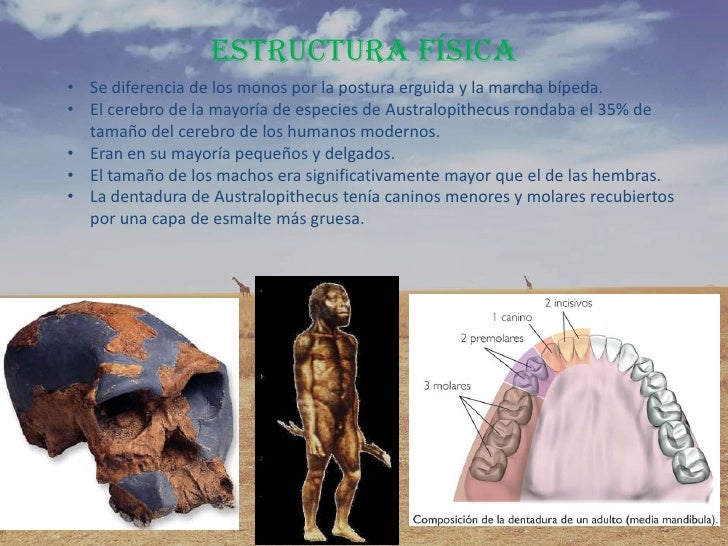 Australopithecus