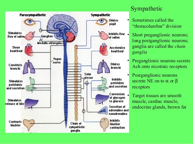 write essay endocrine system Endocrine system the endocrine system is very important to our body this system regulates our mood, growth, metabolism, tissue development, sexual functions and. write essay endocrine system Endocrine system the endocrine system is very important to our body this system regulates our mood, growth, metabolism, tissue development, sexual functions and.