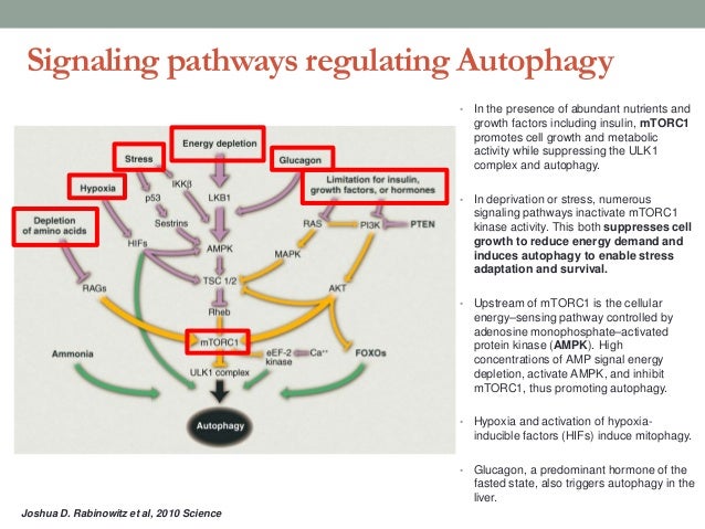 Lysosomal Signal Patch