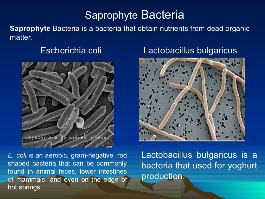 Autotroph & heterotroph bacteria