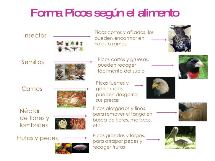 Sobre el cristal del acuario los parásitos