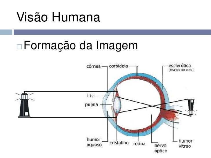A visão humana